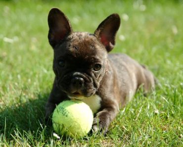 Fransk bulldogg – Fakta och prisinformation